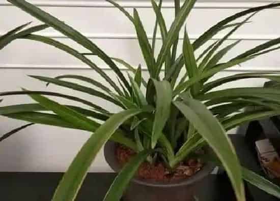 植物常识问题|兰花叶片感染病害如何预防