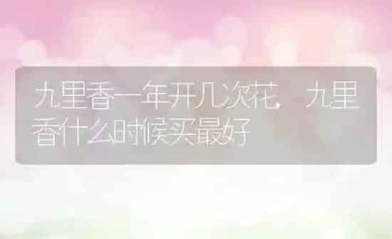 九里香一年开几次花,九里香什么时候买最好 | 养殖常见问题