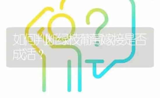 如何判断绿枝葡萄嫁接是否成活? | 养殖问题解答