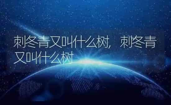 刺冬青又叫什么树,刺冬青又叫什么树 | 养殖常见问题