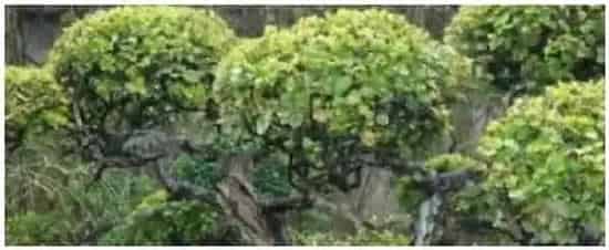 雀梅什么时候剪枝 | 科普知识