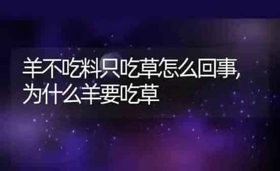 羊不吃料只吃草怎么回事,为什么羊要吃草 | 养殖常见问题