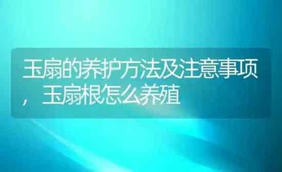 玉扇的养护方法及注意事项,玉扇根怎么养殖 | 养殖常见问题