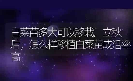 白菜苗多大可以移栽,立秋后，怎么样移植白菜苗成活率高 | 养殖常见问题