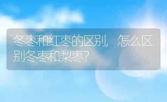 冬枣和红枣的区别,怎么区别冬枣和梨枣？ | 养殖常见问题