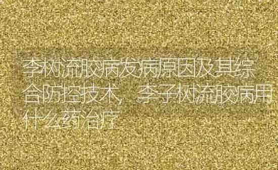 李树流胶病发病原因及其综合防控技术,李子树流胶病用什么药治疗 | 养殖常见问题