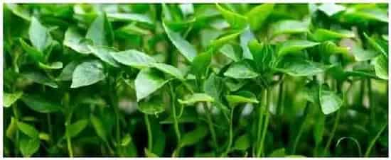 辣椒移栽后用什么除草剂 | 农业问题