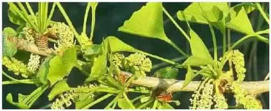 葡萄开花期施什么肥 | 生活常识