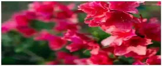 正在开花的杜鹃的养护 | 科普知识
