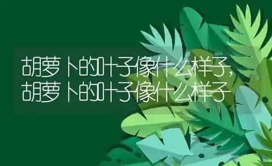 胡萝卜的叶子像什么样子,胡萝卜的叶子像什么样子 | 养殖常见问题