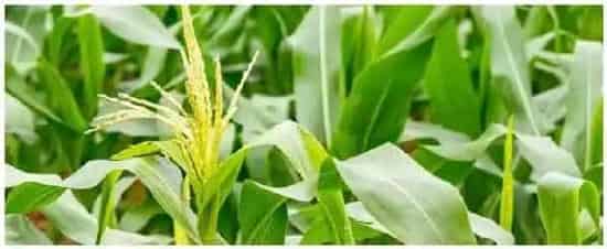 豫安3号种植注意事项 | 三农答疑