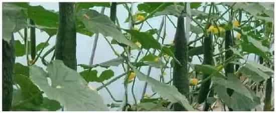 黄瓜空心的原因及防治方法 | 农业问题