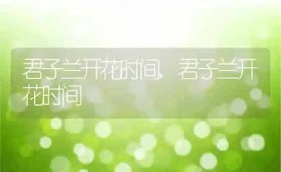 君子兰开花时间,君子兰开花时间 | 养殖常见问题