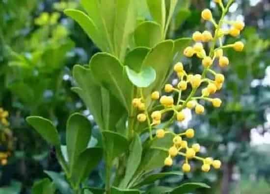 植物常识问题|室内米兰夏天如何养护生长旺盛花苞多