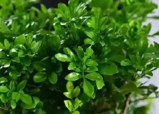 植物常识问题|室内米兰夏天如何养护生长旺盛花苞多