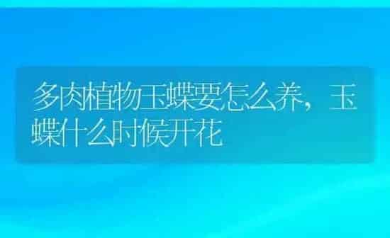 多肉植物玉蝶要怎么养,玉蝶什么时候开花 | 养殖常见问题