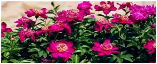 芍药花的特点是什么 | 生活常识