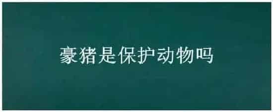 豪猪是保护动物吗 | 农业答疑
