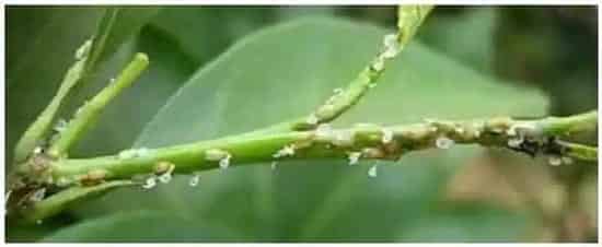 柑桔木虱最怕什么气味 | 农业答疑