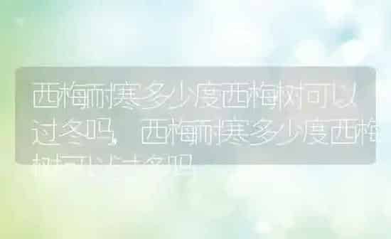 西梅耐寒多少度西梅树可以过冬吗,西梅耐寒多少度西梅树可以过冬吗 | 养殖常见问题