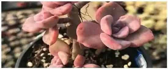 老桩多肉多久浇一次水 | 三农答疑