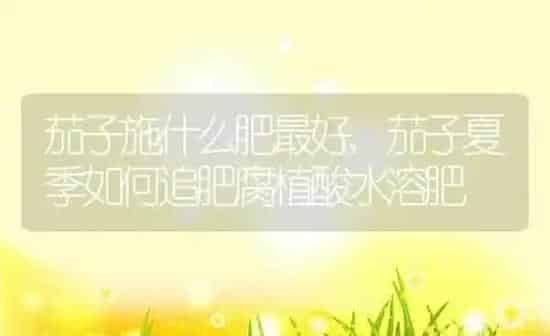 茄子施什么肥最好,茄子夏季如何追肥腐植酸水溶肥 | 养殖常见问题