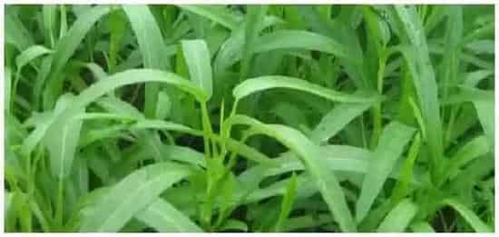 空心菜露天种植时间与方法附空心菜的种类 | 生活常识