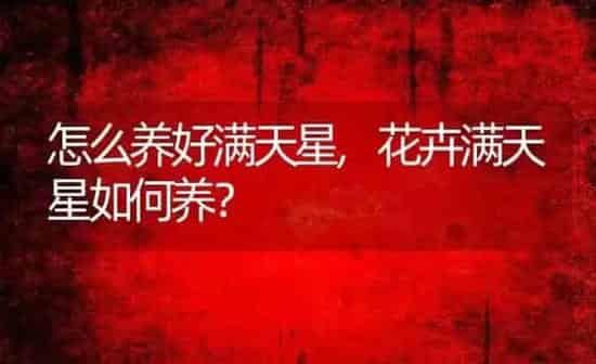 怎么养好满天星,花卉满天星如何养？ | 养殖常见问题