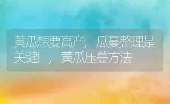 黄瓜想要高产,瓜蔓整理是关键!,黄瓜压蔓方法 | 养殖常见问题