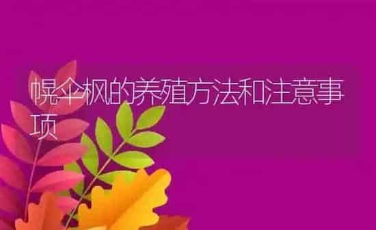 幌伞枫的养殖方法和注意事项 | 养殖常见问题