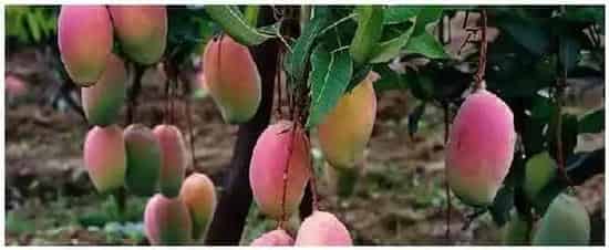 芒果种植几年可以挂果 | 农业答疑