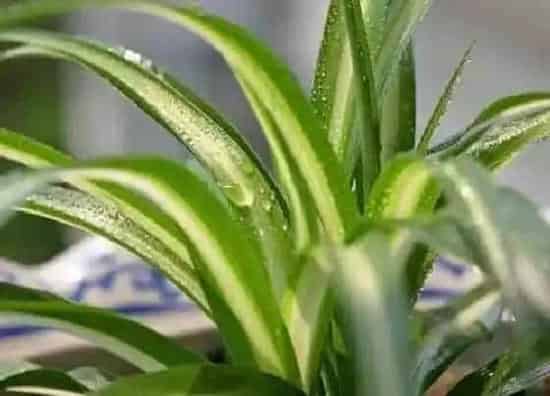 植物常识问题|吊兰叶片容易折断怎么办  如何改善