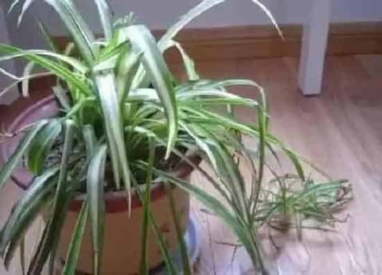 植物常识问题|吊兰叶片容易折断怎么办  如何改善