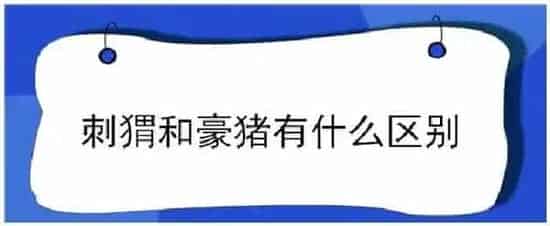 刺猬和豪猪有什么区别 | 生活常识