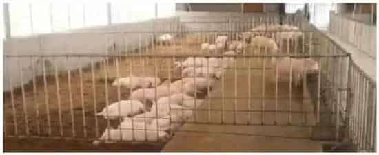 猪发酵床的制作方法 | 农业问题