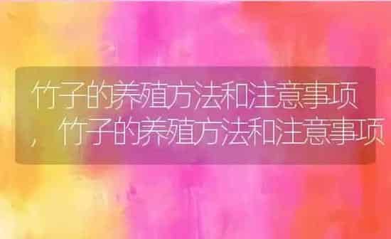 竹子的养殖方法和注意事项,竹子的养殖方法和注意事项 | 养殖常见问题