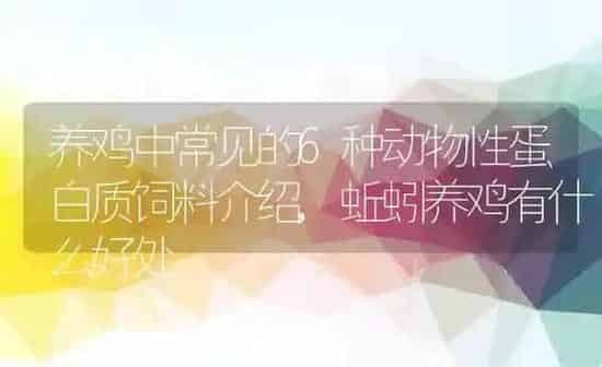 养鸡中常见的6种动物性蛋白质饲料介绍,蚯蚓养鸡有什么好处 | 养殖常见问题