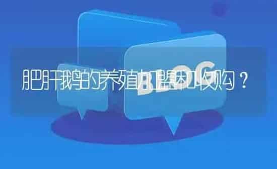 肥肝鹅的养殖加盟和收购? | 养殖问题解答