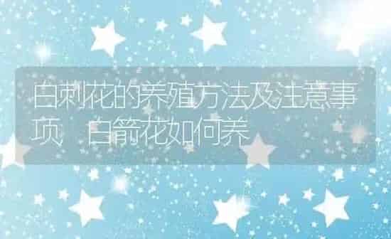 白刺花的养殖方法及注意事项,白箭花如何养 | 养殖常见问题