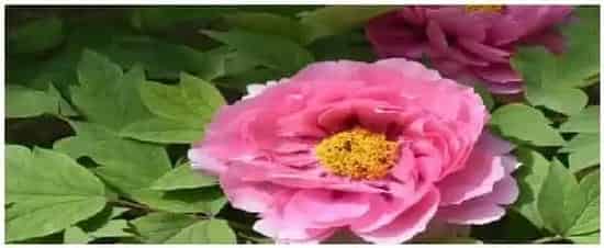 牡丹花生长在哪里 | 三农答疑