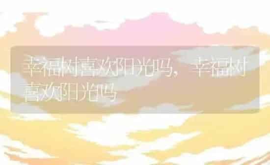 幸福树喜欢阳光吗,幸福树喜欢阳光吗 | 养殖常见问题