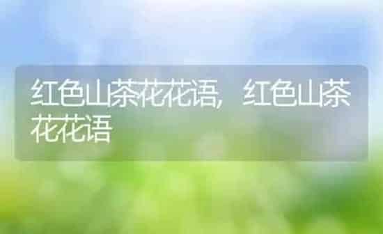 红色山茶花花语,红色山茶花花语 | 养殖常见问题