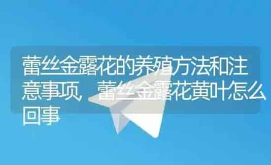 蕾丝金露花的养殖方法和注意事项,蕾丝金露花黄叶怎么回事 | 养殖常见问题