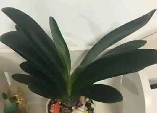 植物常识问题|君子兰换盆后如何避免烂根