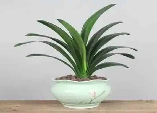 植物常识问题|君子兰换盆后如何避免烂根