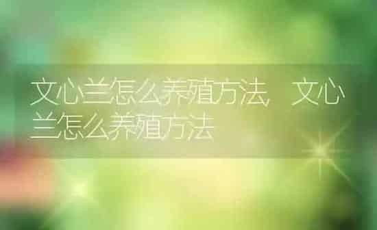 文心兰怎么养殖方法,文心兰怎么养殖方法 | 养殖常见问题