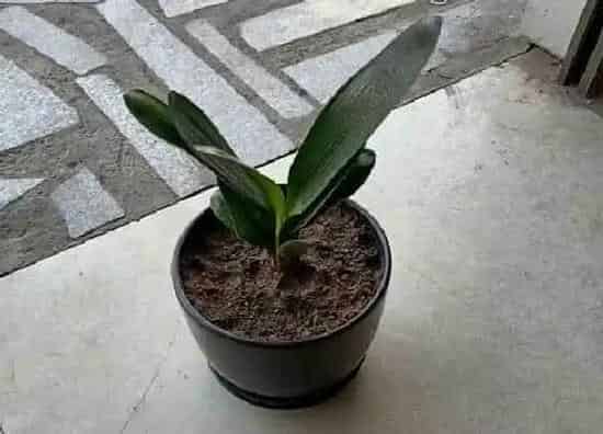 植物常识问题|君子兰换盆后如何避免烂根