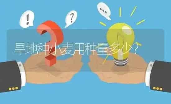 旱地种小麦用种量多少? | 养殖问题解答