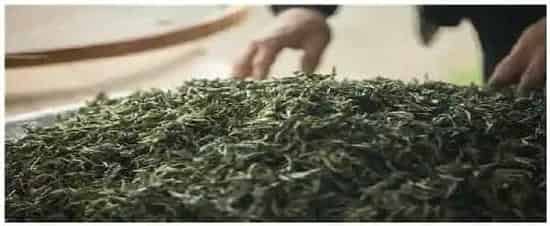 福鼎白茶是什么茶系 | 农业答疑
