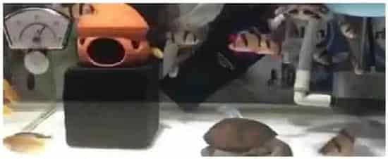 虎皮和什么混养 | 三农问答
